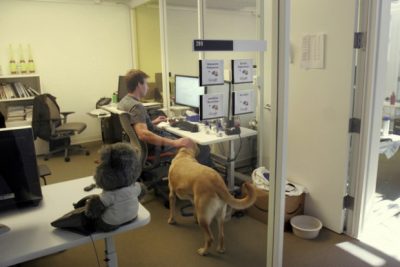 إصطحاب الكلاب داخل مقر العمل